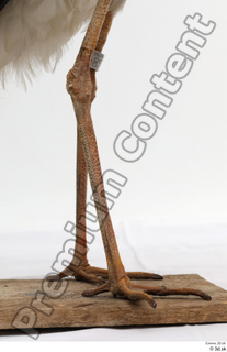 Black stork leg 0015.jpg